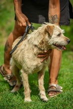 DETTI, Hund, Mischlingshund in Ungarn - Bild 3