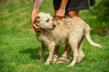 DETTI, Hund, Mischlingshund in Ungarn - Bild 5