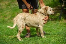 DETTI, Hund, Mischlingshund in Ungarn - Bild 6