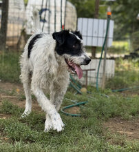 VIDA, Hund, Mischlingshund in Ungarn - Bild 1