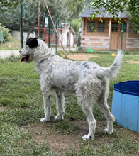 VIDA, Hund, Mischlingshund in Ungarn - Bild 3