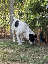 VIDA, Hund, Mischlingshund in Ungarn - Bild 4