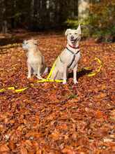 BIANCA, Hund, Mischlingshund in Erbach - Bild 12