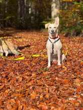 BIANCA, Hund, Mischlingshund in Erbach - Bild 13