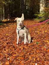 BIANCA, Hund, Mischlingshund in Erbach - Bild 14