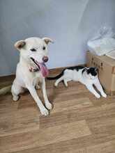 CANDY, Hund, Jindo-Mix in Korea (Südkorea) - Bild 1