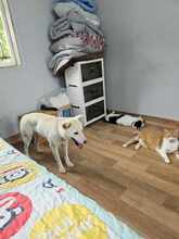 CANDY, Hund, Jindo-Mix in Korea (Südkorea) - Bild 3