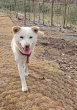 CANDY, Hund, Jindo-Mix in Korea (Südkorea) - Bild 4