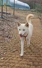 CANDY, Hund, Jindo-Mix in Korea (Südkorea) - Bild 5