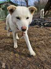 CANDY, Hund, Jindo-Mix in Korea (Südkorea) - Bild 6