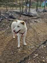 CANDY, Hund, Jindo-Mix in Korea (Südkorea) - Bild 7