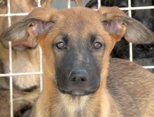 HOBNOB, Hund, Deutscher Schäferhund-Mix in Zypern - Bild 1