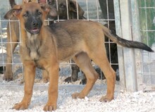 HOBNOB, Hund, Deutscher Schäferhund-Mix in Zypern - Bild 2