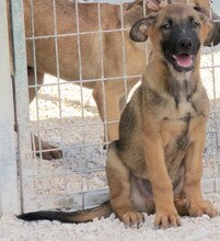 HOBNOB, Hund, Deutscher Schäferhund-Mix in Zypern - Bild 3