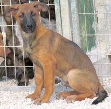 HOBNOB, Hund, Deutscher Schäferhund-Mix in Zypern - Bild 4