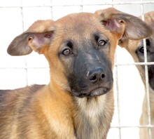 HOBNOB, Hund, Deutscher Schäferhund-Mix in Zypern - Bild 5