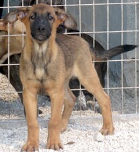 HOBNOB, Hund, Deutscher Schäferhund-Mix in Zypern - Bild 6