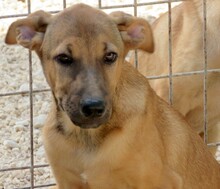 CUSTARD, Hund, Deutscher Schäferhund-Mix in Zypern - Bild 3