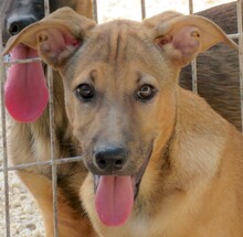 CUSTARD, Hund, Deutscher Schäferhund-Mix in Zypern - Bild 5