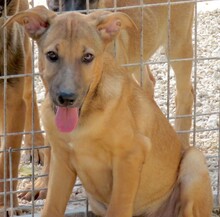 CUSTARD, Hund, Deutscher Schäferhund-Mix in Zypern - Bild 7