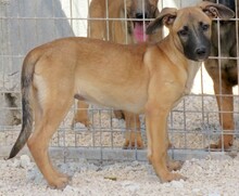 COOKIE4, Hund, Deutscher Schäferhund-Mix in Zypern - Bild 2