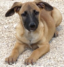 COOKIE4, Hund, Deutscher Schäferhund-Mix in Zypern - Bild 6