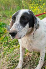 SANDY, Hund, Mischlingshund in Griechenland - Bild 1