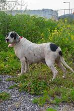 SANDY, Hund, Mischlingshund in Griechenland - Bild 3