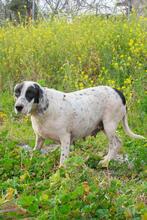 SANDY, Hund, Mischlingshund in Griechenland - Bild 5