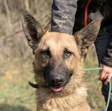 THEA2, Hund, Deutscher Schäferhund-Mix in Slowakische Republik - Bild 1