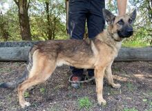 THEA2, Hund, Deutscher Schäferhund-Mix in Slowakische Republik - Bild 11