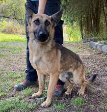 THEA2, Hund, Deutscher Schäferhund-Mix in Slowakische Republik - Bild 12