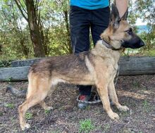 THEA2, Hund, Deutscher Schäferhund-Mix in Slowakische Republik - Bild 14