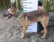 THEA2, Hund, Deutscher Schäferhund-Mix in Slowakische Republik - Bild 15