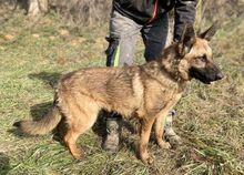 THEA2, Hund, Deutscher Schäferhund-Mix in Slowakische Republik - Bild 2