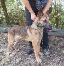 THEA2, Hund, Deutscher Schäferhund-Mix in Slowakische Republik - Bild 20