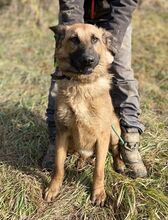 THEA2, Hund, Deutscher Schäferhund-Mix in Slowakische Republik - Bild 3