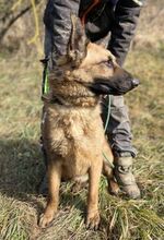 THEA2, Hund, Deutscher Schäferhund-Mix in Slowakische Republik - Bild 4