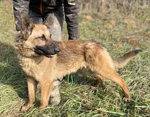 THEA2, Hund, Deutscher Schäferhund-Mix in Slowakische Republik - Bild 5