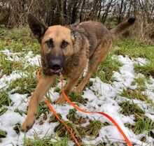 THEA2, Hund, Deutscher Schäferhund-Mix in Slowakische Republik - Bild 7