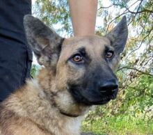 THEA2, Hund, Deutscher Schäferhund-Mix in München