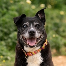 INDIA, Hund, Labrador-Siberian Husky-Mix in Spanien - Bild 1