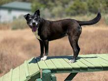 INDIA, Hund, Labrador-Siberian Husky-Mix in Spanien - Bild 2