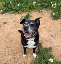 INDIA, Hund, Labrador-Siberian Husky-Mix in Spanien - Bild 3