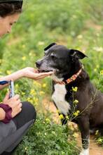 INDIA, Hund, Labrador-Siberian Husky-Mix in Spanien - Bild 4