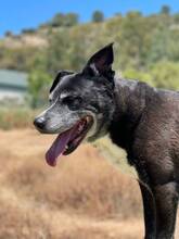 INDIA, Hund, Labrador-Siberian Husky-Mix in Spanien - Bild 5