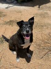 INDIA, Hund, Labrador-Siberian Husky-Mix in Spanien - Bild 6