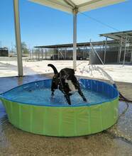 INDIA, Hund, Labrador-Siberian Husky-Mix in Spanien - Bild 7