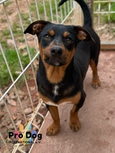 LUCKY, Hund, Mischlingshund in Portugal