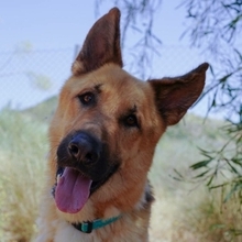 JULIAN, Hund, Deutscher Schäferhund-Mix in Spanien - Bild 1